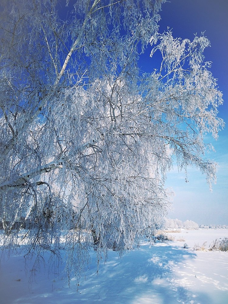 Природа Сибири