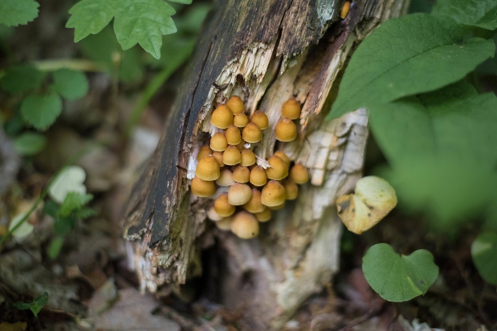 Photograph by Александра Понятовская