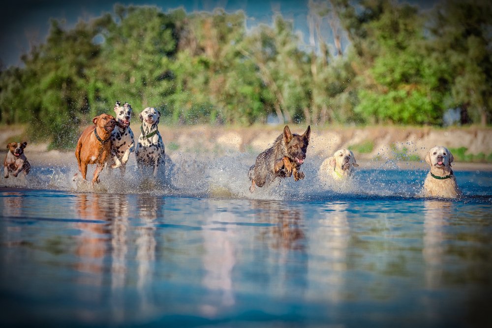 Photograph by Aleksandr Dvernitskiy
