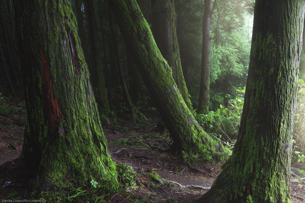 Photograph by Sebastian Rutkowski