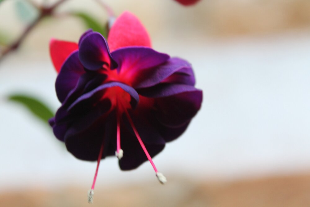 Photograph by Meily Suyen Sánchez
