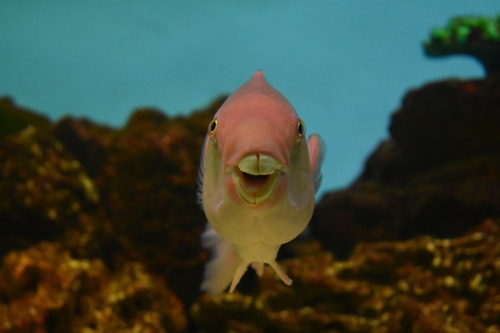 Photograph by Наталья Аржинт