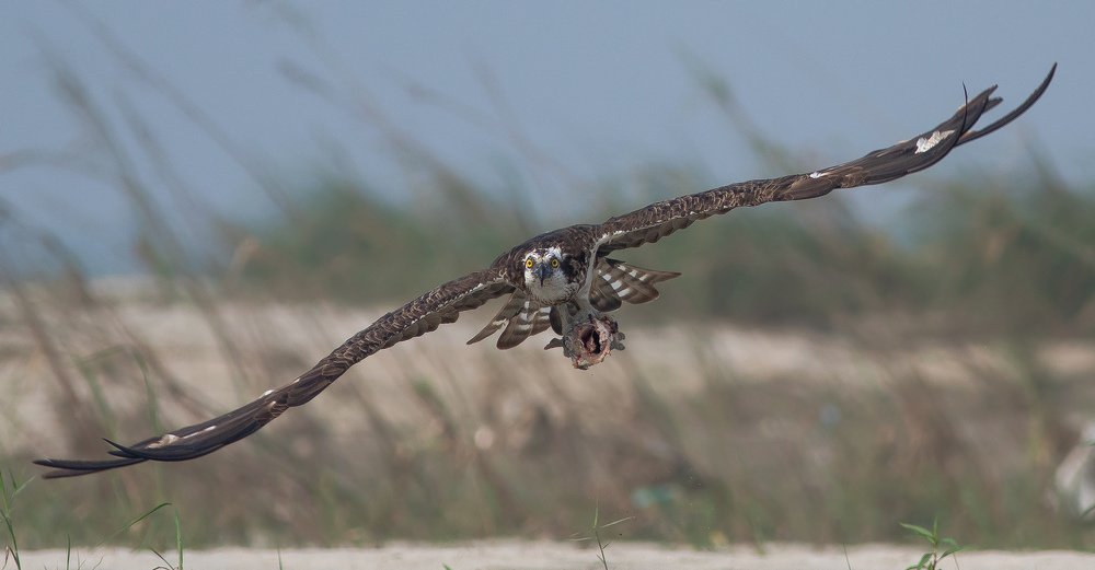 Head On with a Killer