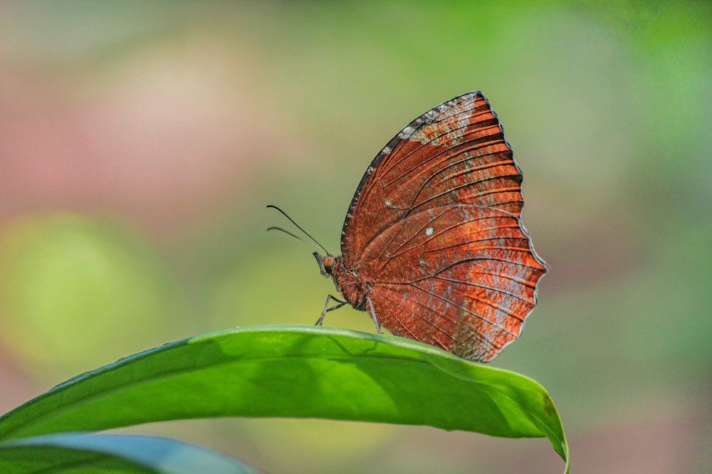 Photograph by Priyangshu Mitra