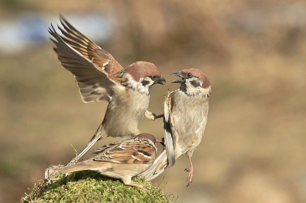 третий лишний
