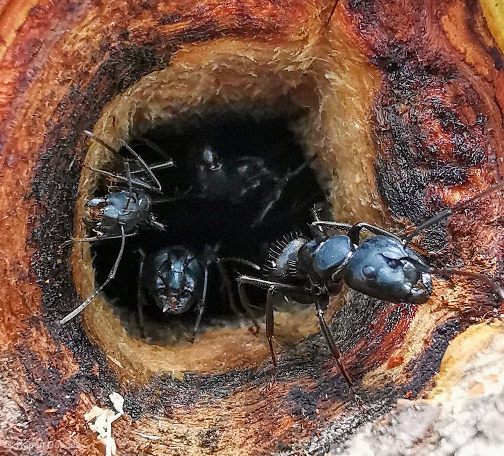 Photograph by Виталий Анохин