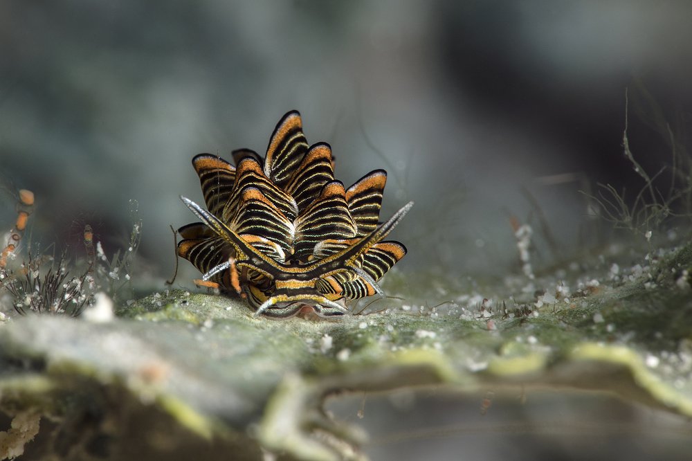 Photograph by Oksana Maksymova