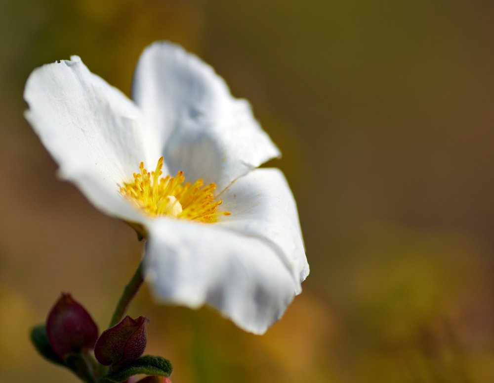 Primavera adelantada