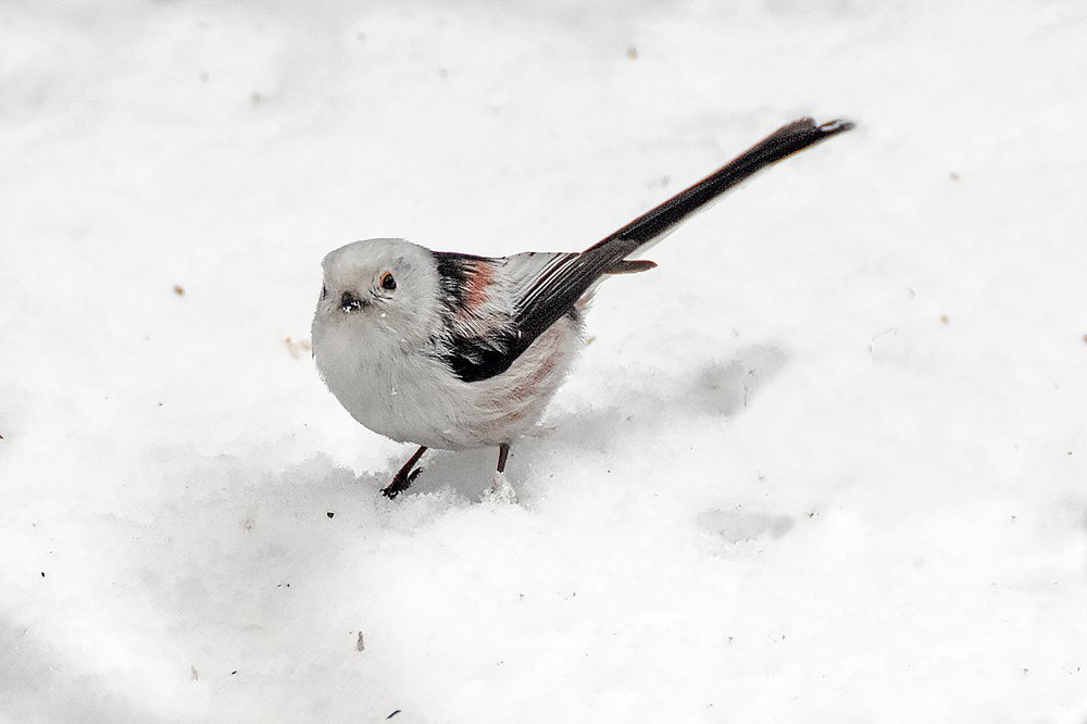 птицы и снег