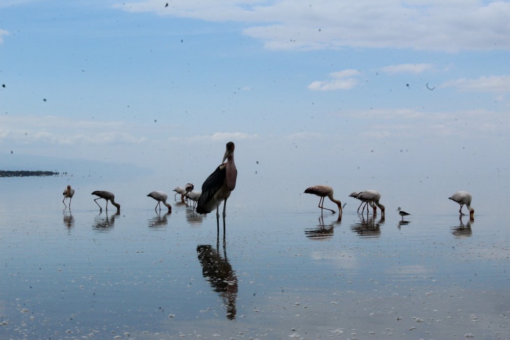 Flamingoes on lake Manyara