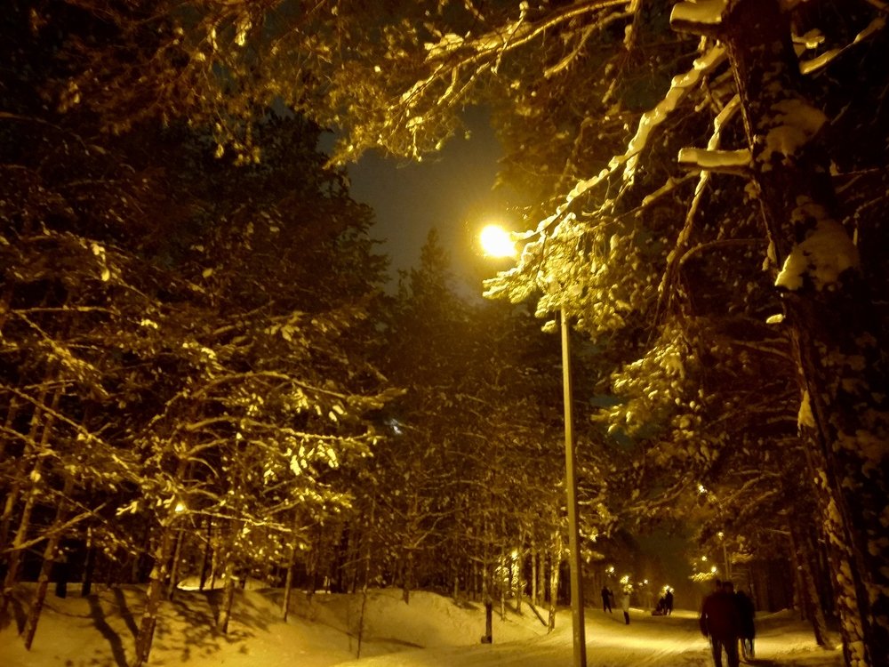 Прогулка по лесу