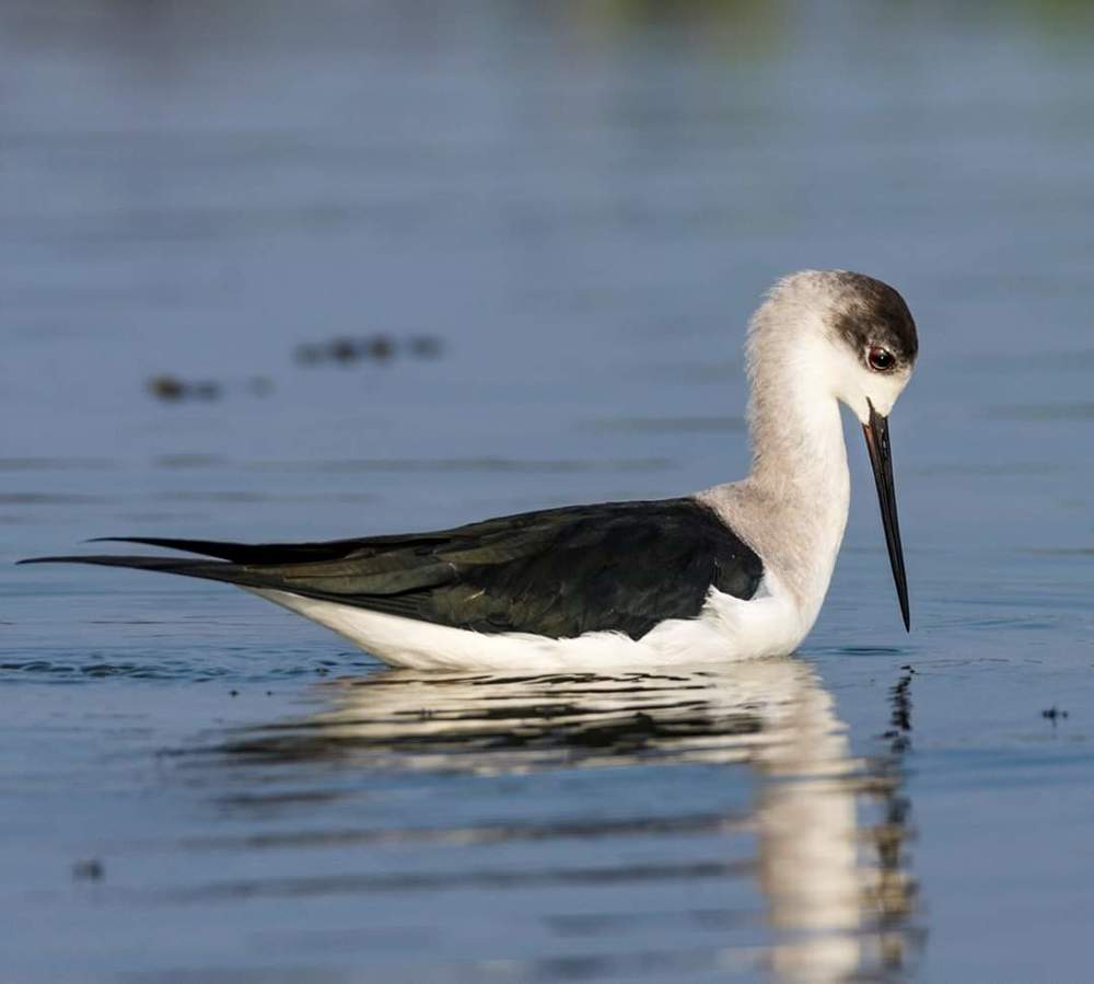 EXAMINING MIRROR IMAGE.