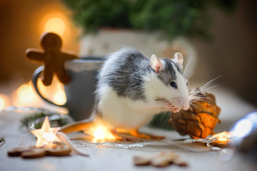 Фотография автора Евгения Грин