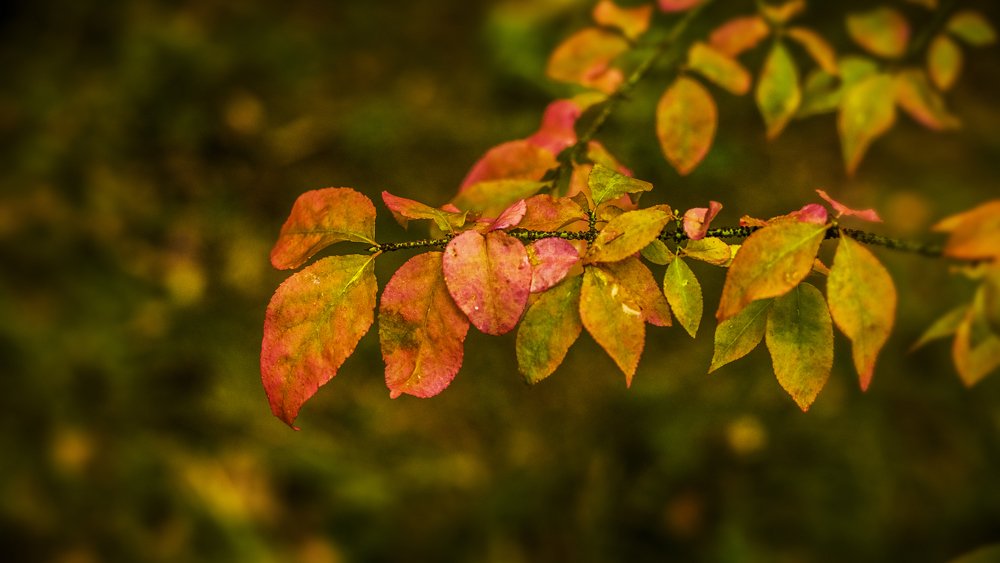 Photograph by Владимир Суходолов