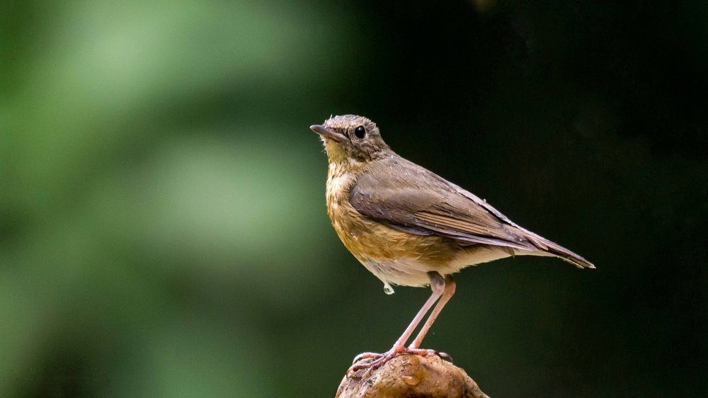 Photograph by Ashvin Ambaliya