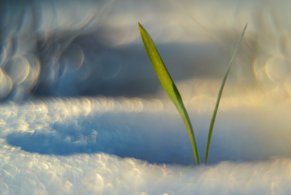 Photograph by Алексей Чистяков