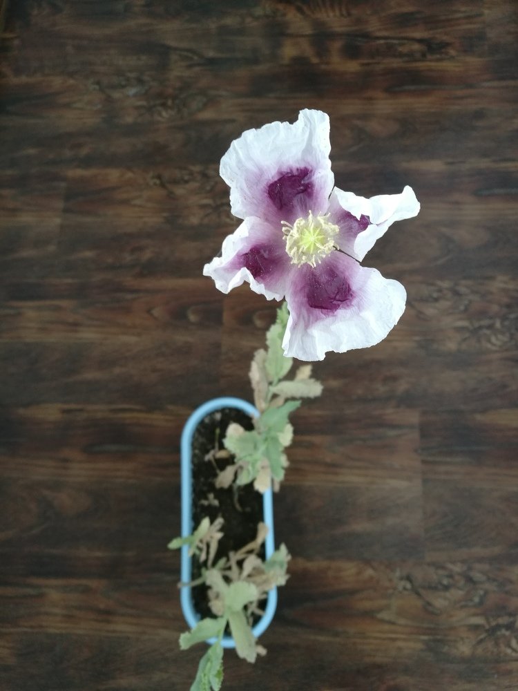 Photo #4370120