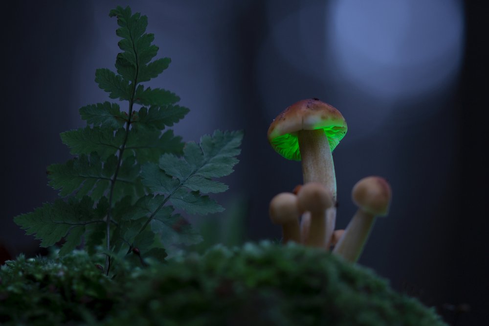 Photograph by Людмила Гудина