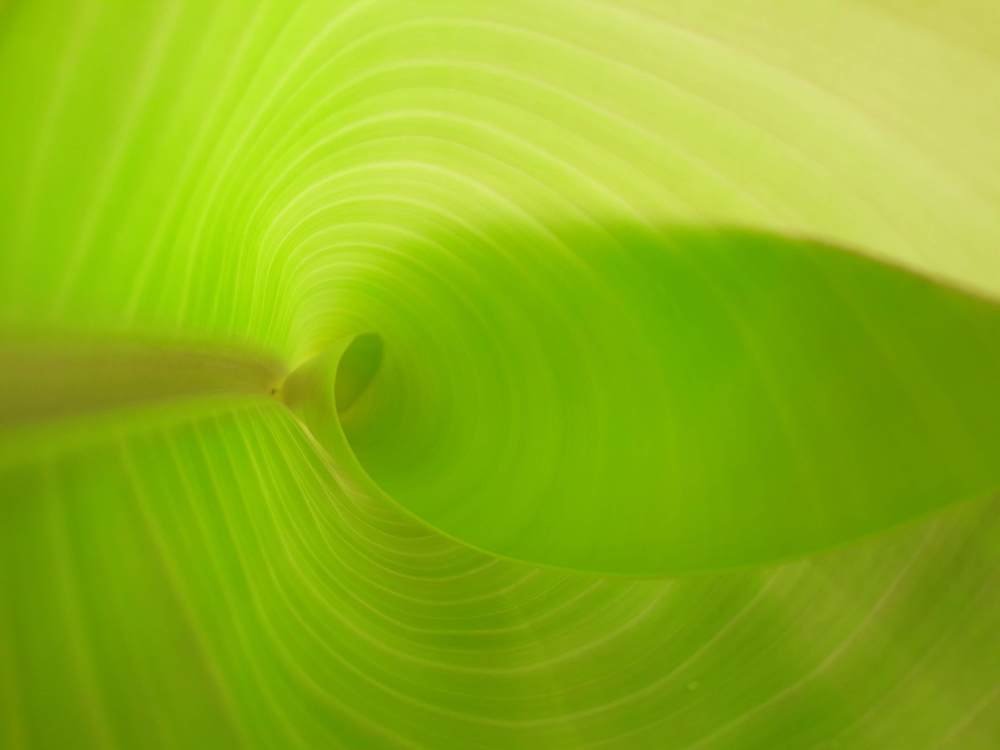 #The Banana leaf ...