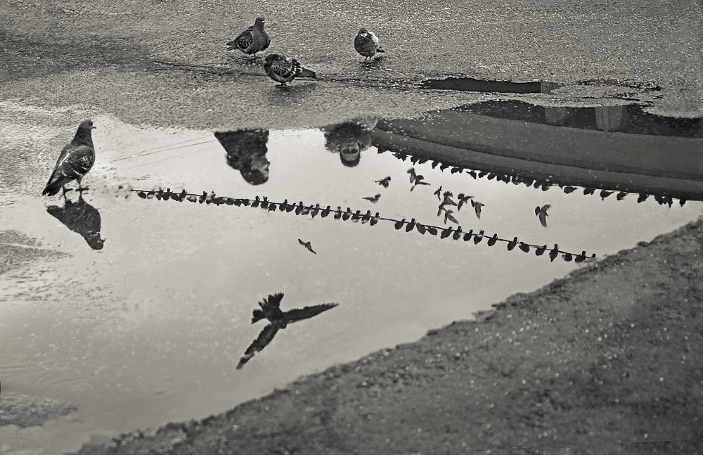 Люди и голуби