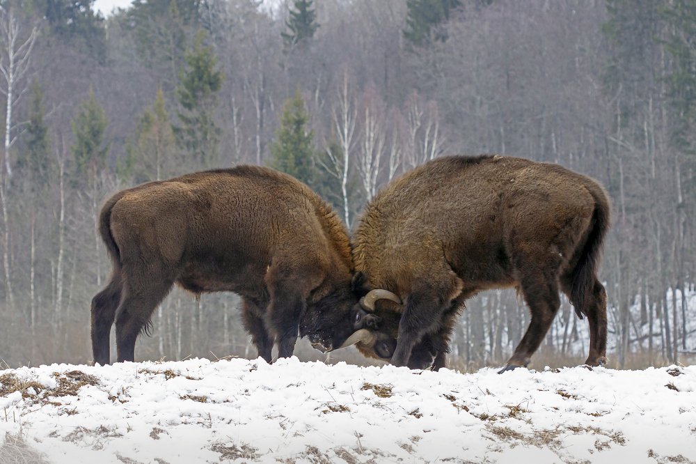 Photograph by Мария Кригер