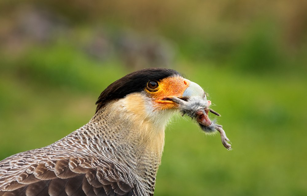 Photograph by Ольга Тарасюк