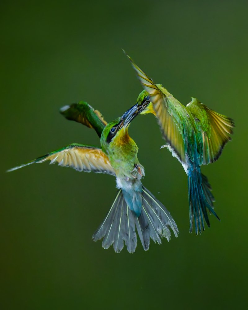 Blue tailed eater birds