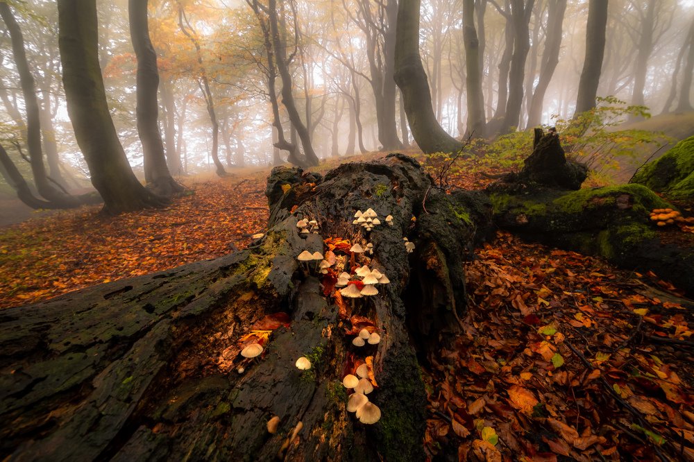 Photograph by Luboš Prchal