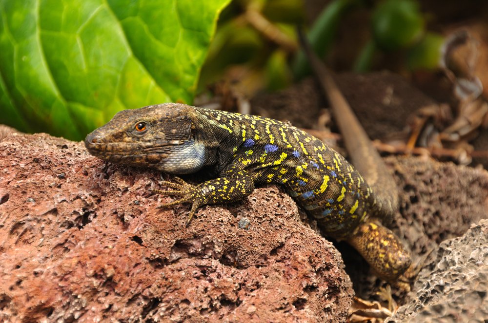 Канарский ящер