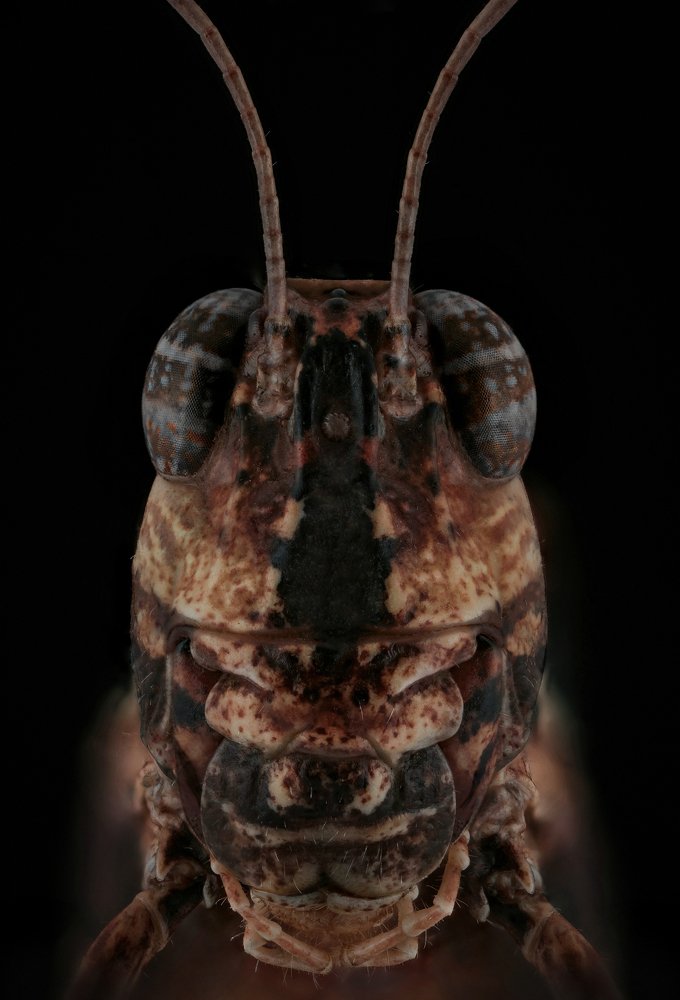 Locust