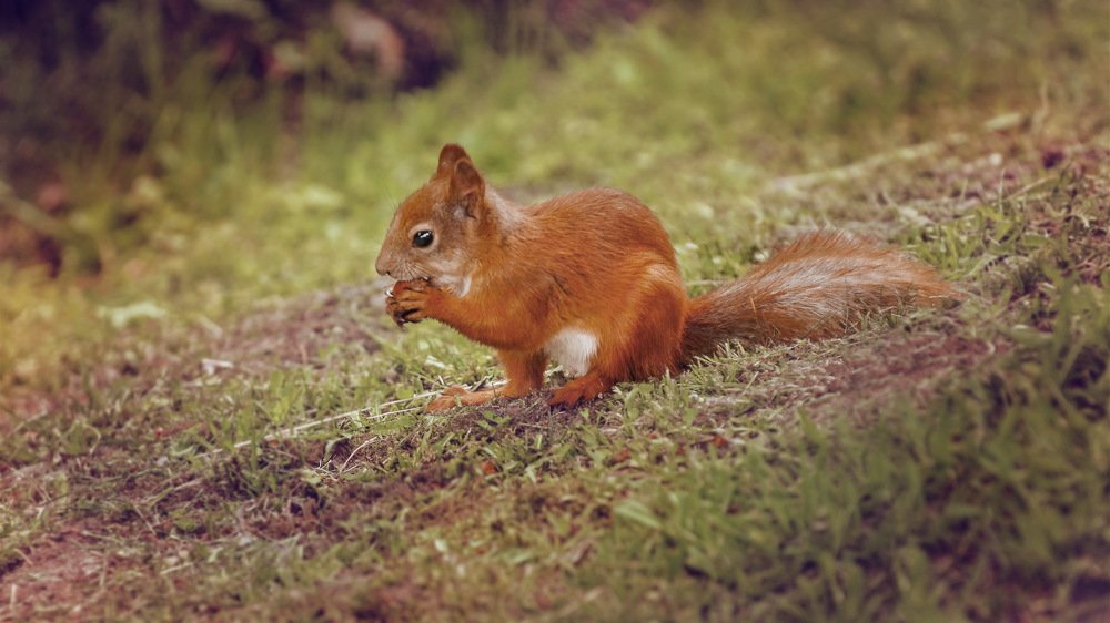 Лесная красотка