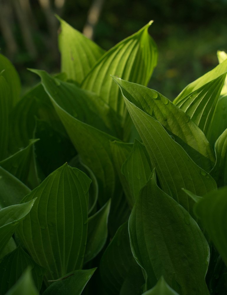 Photograph by Ruslana Tats