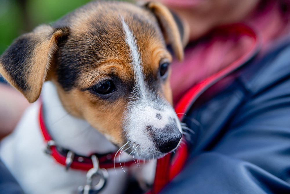 новый член семьи