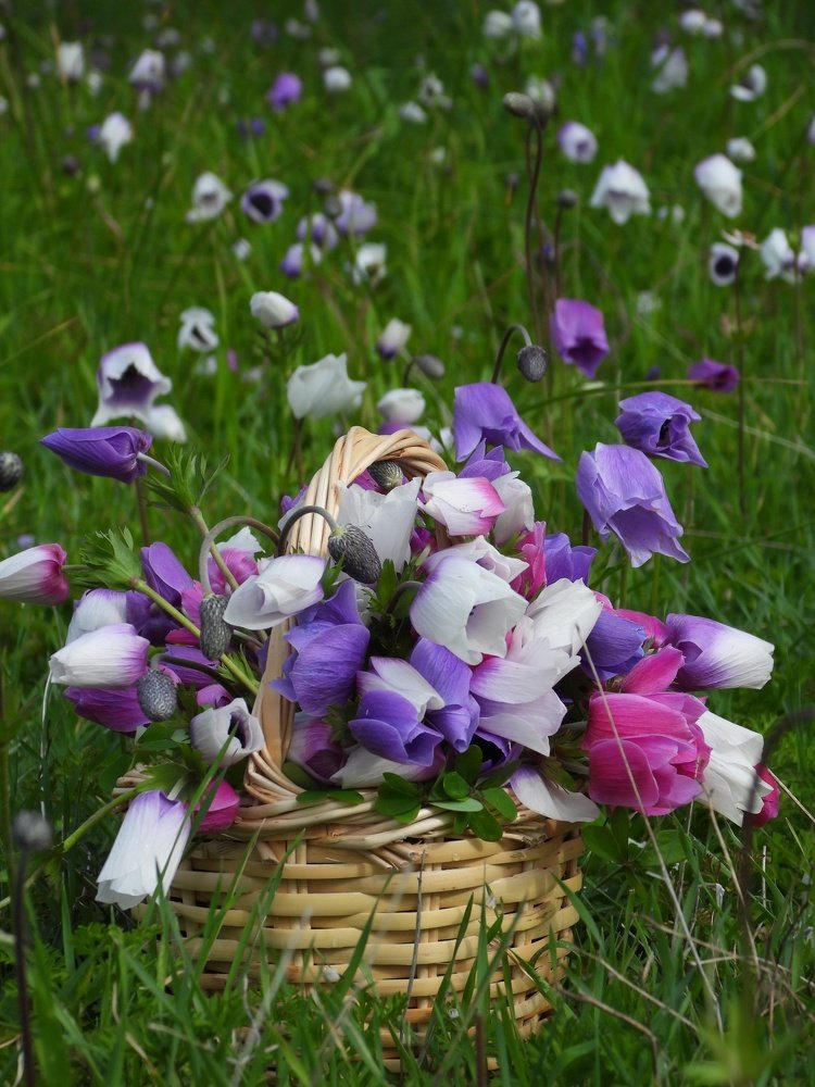 Anemones