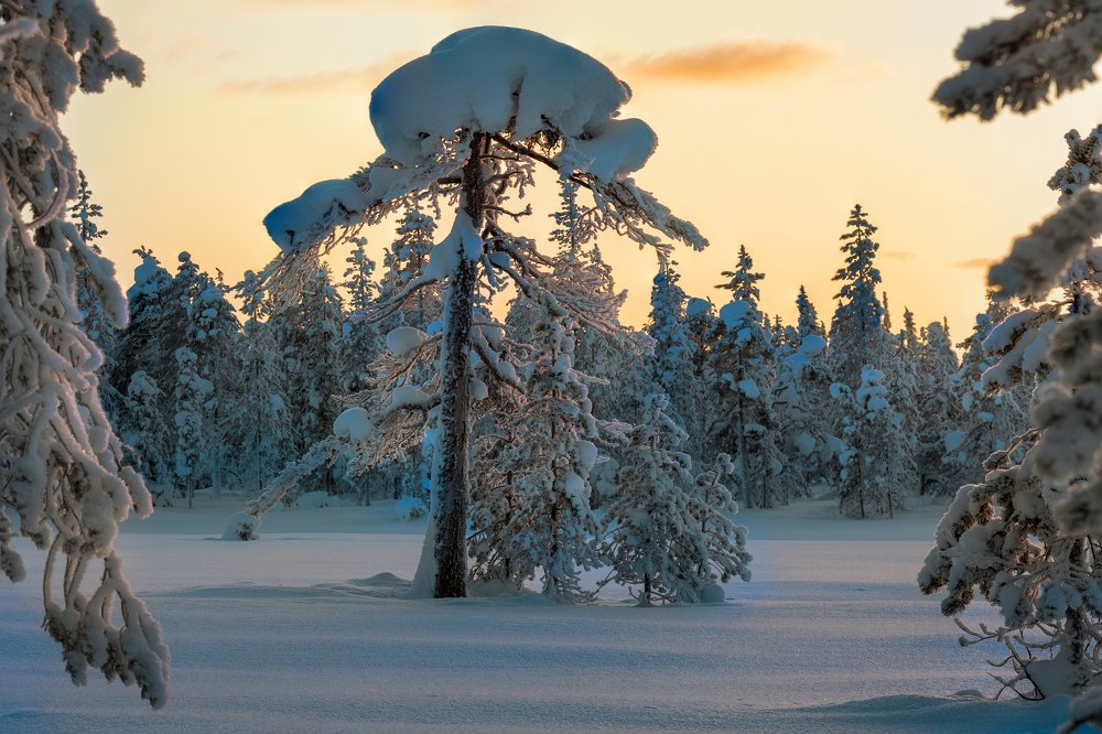 В зимнем лесу...