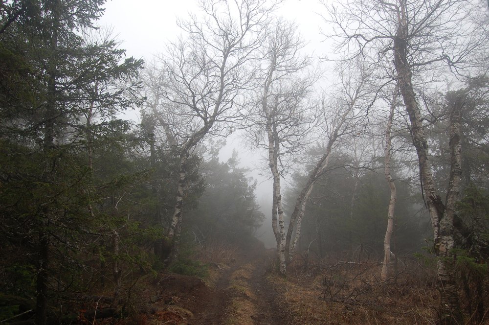 Туманы Юрмы... Стежки-дорожки....