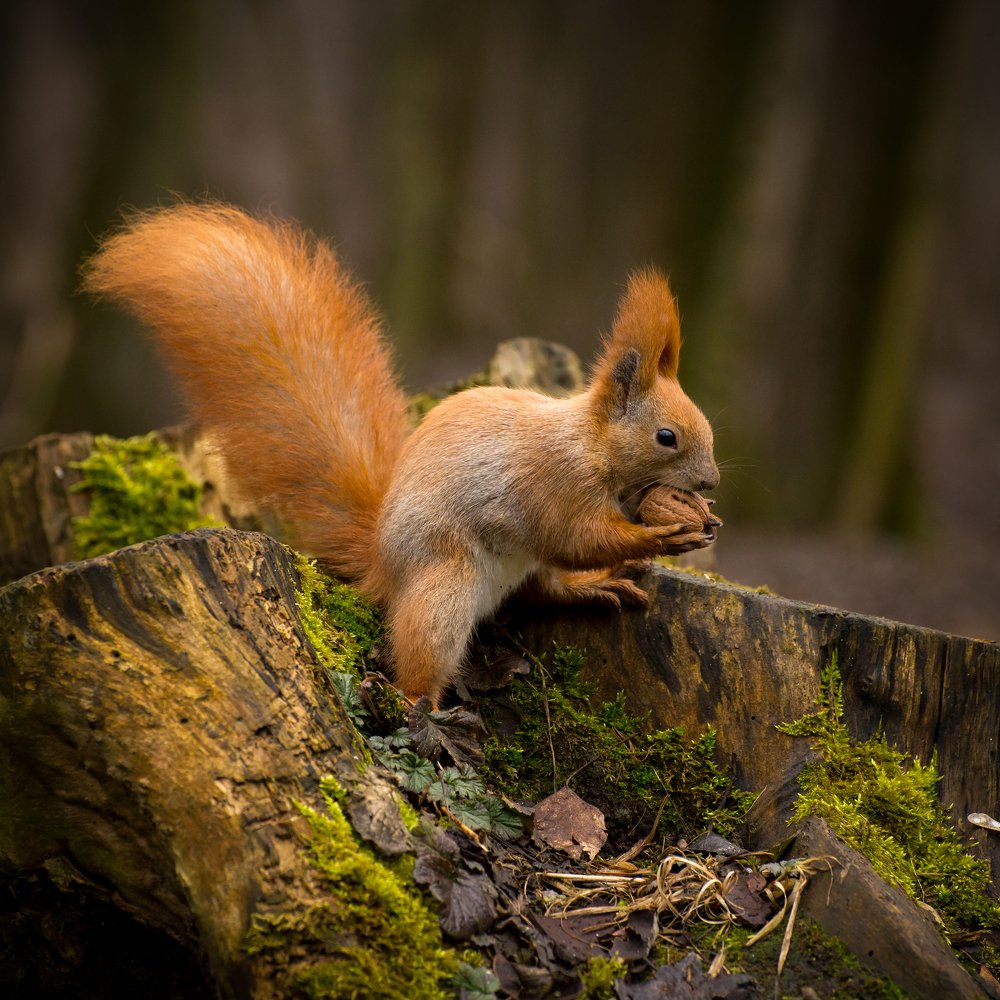 Photograph by Анна Айбетова