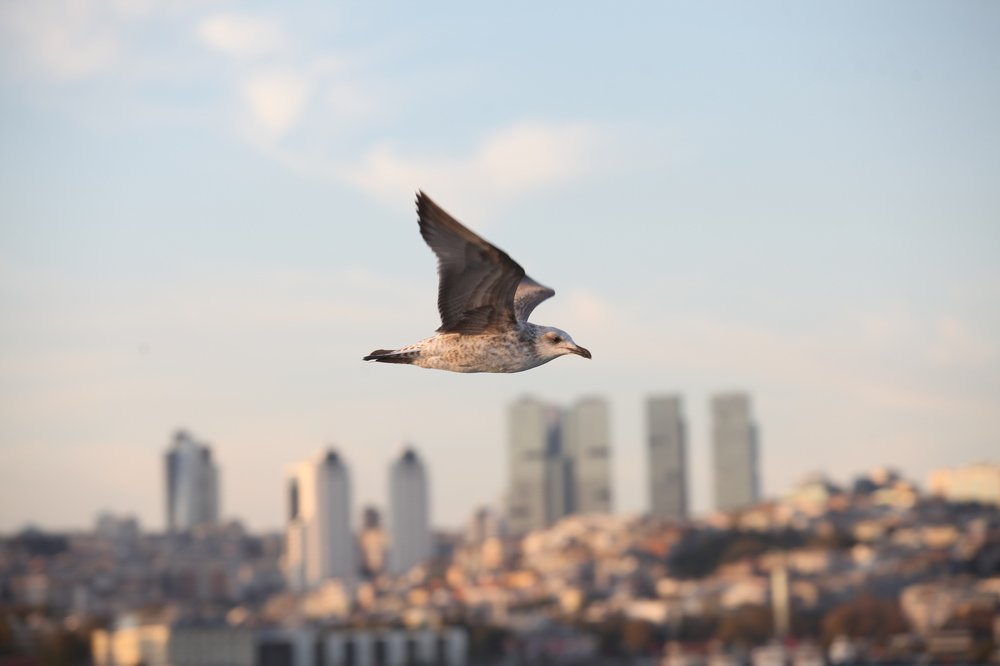 Photograph by Ekaterina Gokceoglu