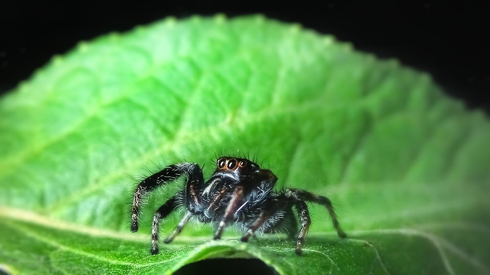 Jumping spider.