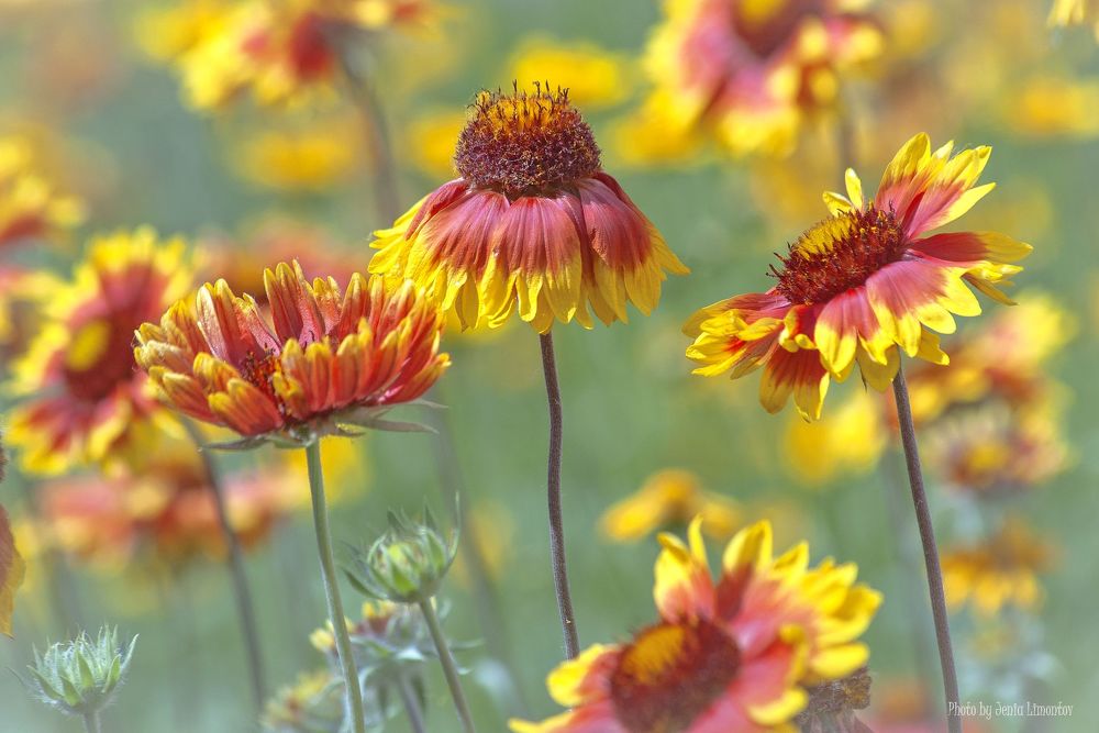 Краски лета.