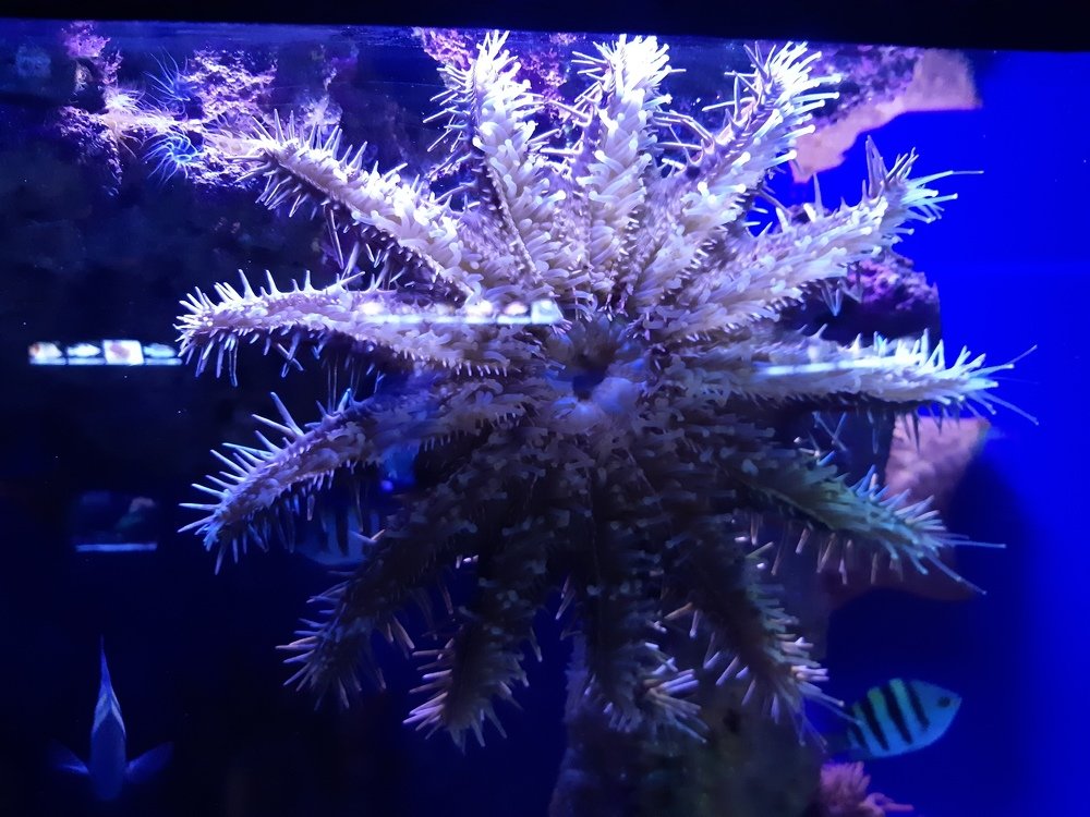 Подводный цветок