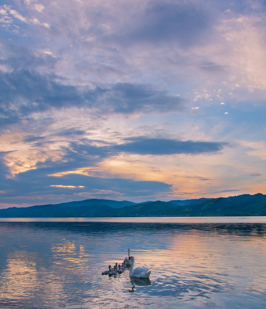 Beautiful swans on the river Danube. Veliko Gradiste, Serbia.