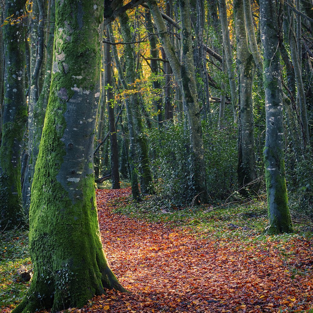 Photograph by Дмитрий Симбаев