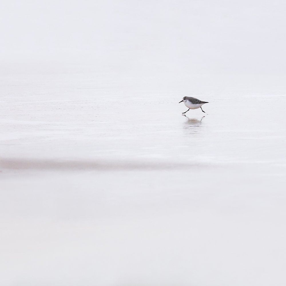 Photograph by Дмитрий Симбаев