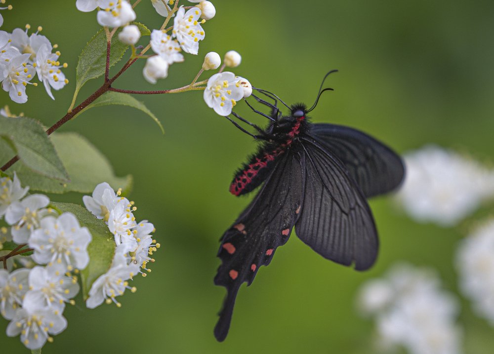 Черное и белое