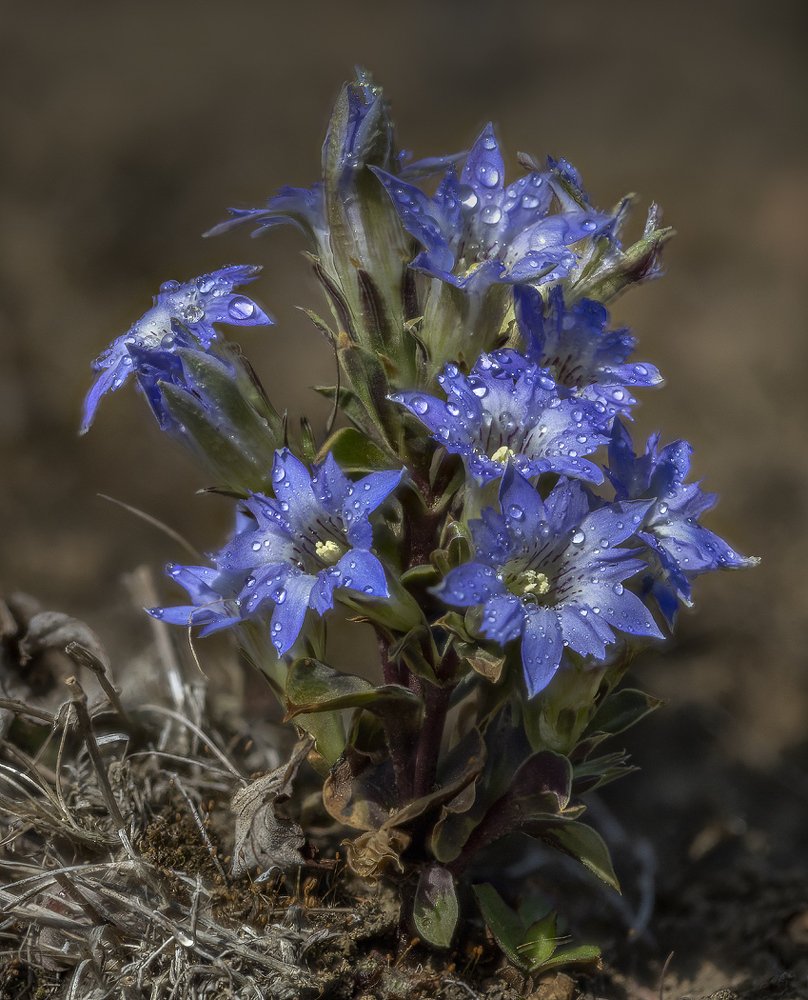 Макро горечавка