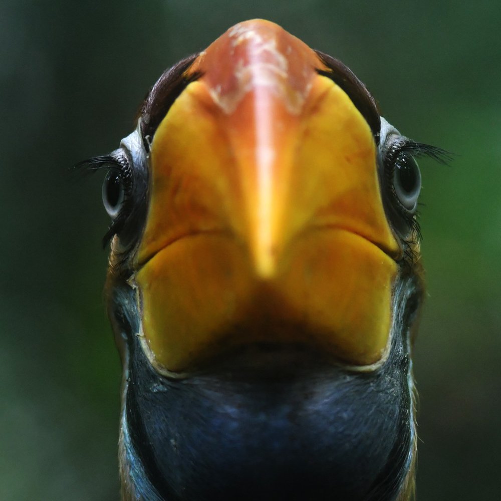 Baby of Sulawesi hornbill