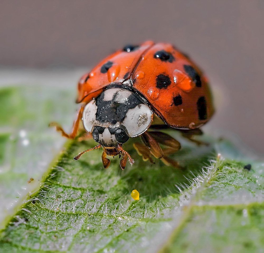 Photograph by Игорь Гомельский