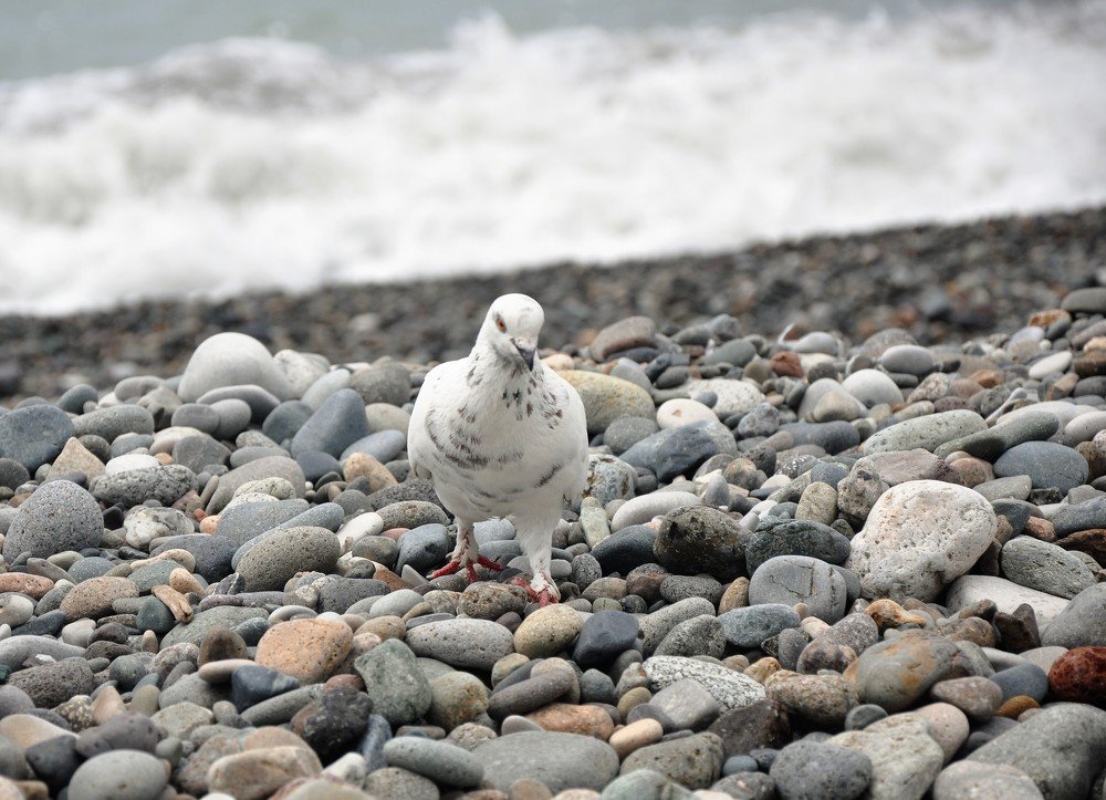 Photograph by Gocha Otanadze