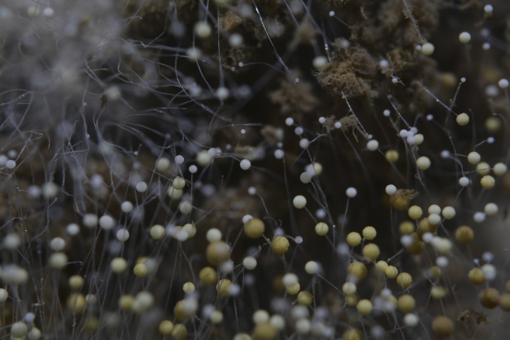 Photograph by Daniela Aguirre Torres